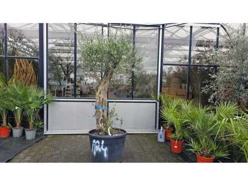 Măslin magnific (aprox. 100 de ani) - Punct culminant mediteranean