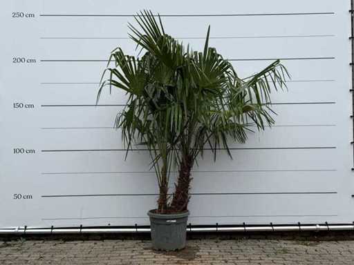 Chinese fan palm double stem - Trachycarpus Fortunei - height approx. 220 cm