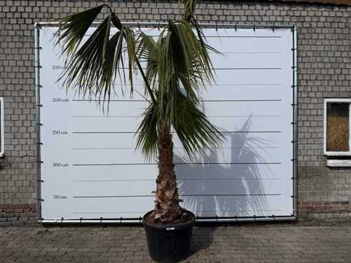 Mexikanische Fächerpalme – Washingtonia Robusta – Höhe ca. 150 cm