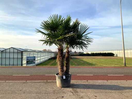 Palmboom dubbelstam (Trachycarpus Fortunei)