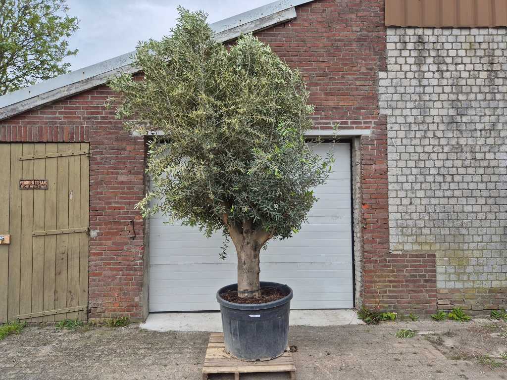 Măslin Compact Big - Olea Europaea - înălțime aprox. 400 cm