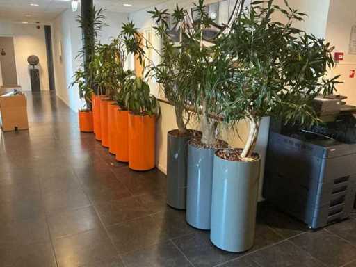 Plantes hydroponiques avec pot (10x)