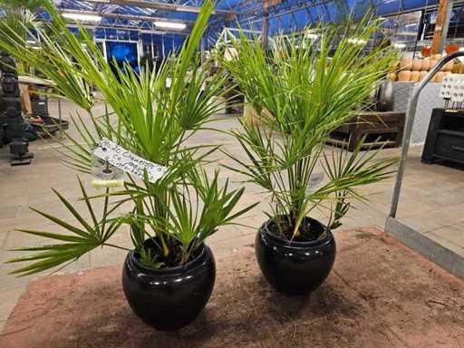 Exklusives 2er Set Zwergpalmen (Chamaerops humilis) - Winterhart bis -12°C