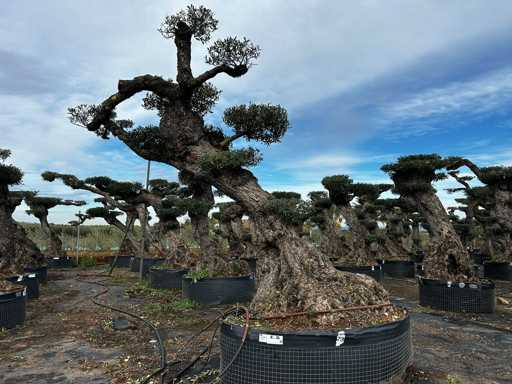  OLEA EUROPEA POM POM SECOLARE  