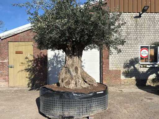 Olive tree Bonsai XXL - Olea Europaea - 200 years old - Height approx. 330 cm