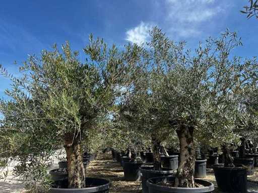 Europäische Olive (2x)