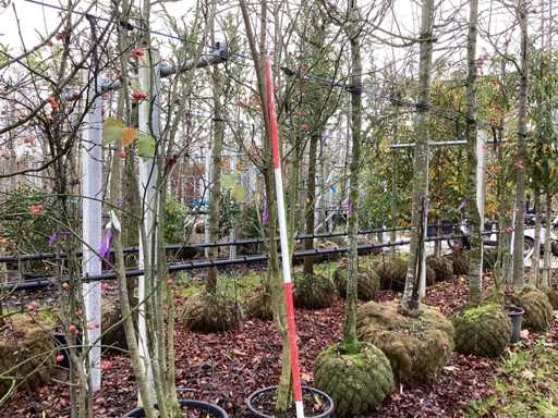 Japo?ska ozdobna wi?nia – drzewo wielo?odygowe