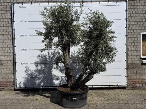 Bonsai d'ulivo - Olea Europaea - circa 75 anni - altezza circa 280 cm