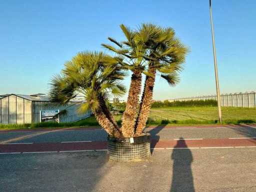 Palmboom meerstammig (Chamaerops Humilis)
