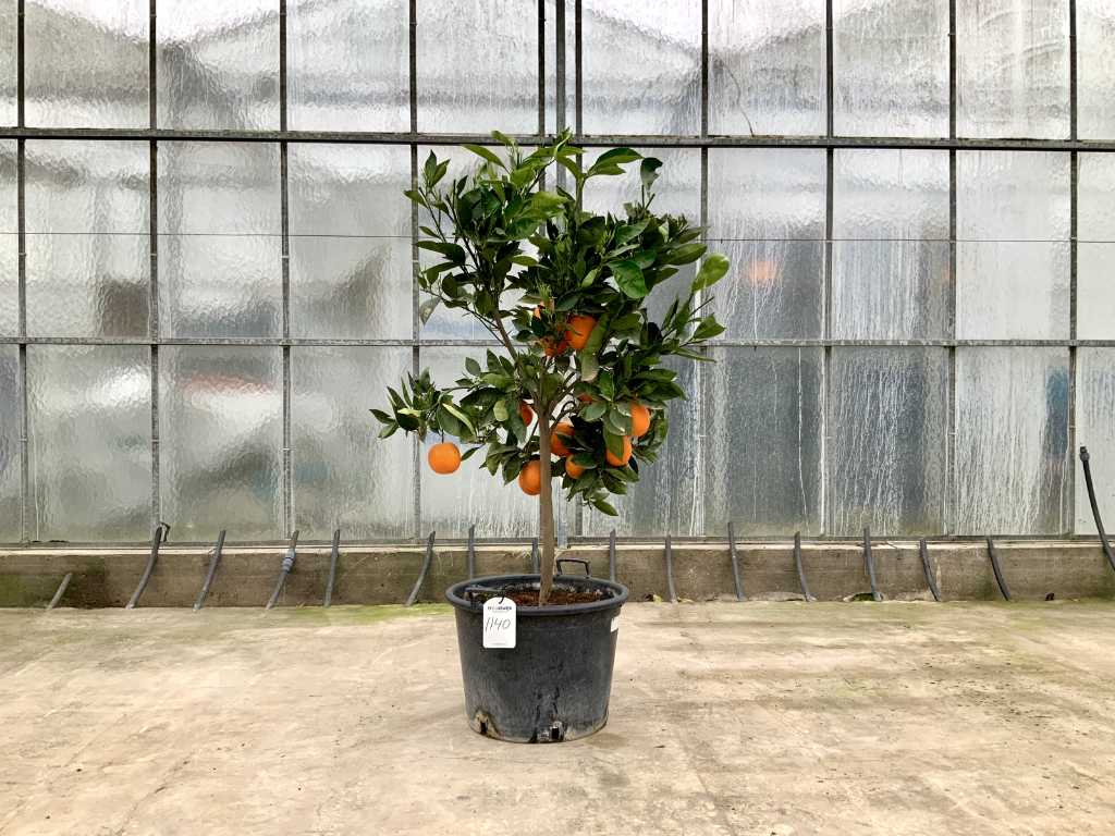 orange tree (Citrus Sinensis)