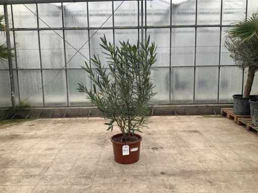 Nerium oleandr biały