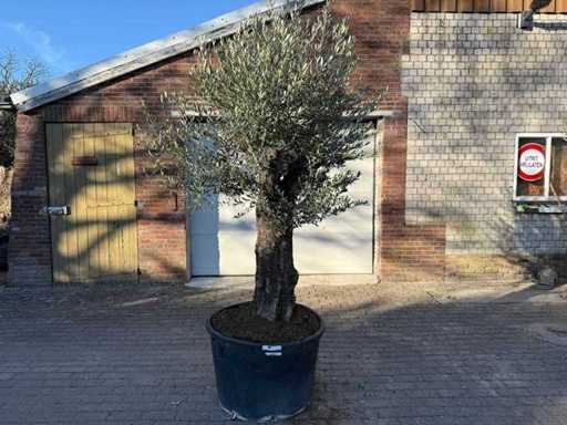 Olive Tree Old Trunk - Olea Europaea - 50 years old - Height approx. 250 cm 