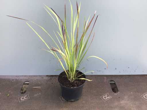 Siergrassen - Imperata Red Baron (x50)