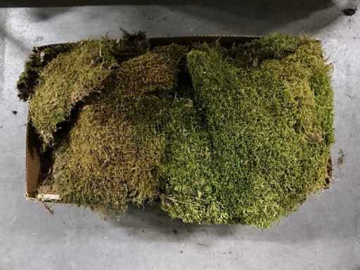 Lot of Moss Flat 2kg per box (39x)