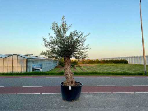 Olijfboom (Olea Europaea Lessini)