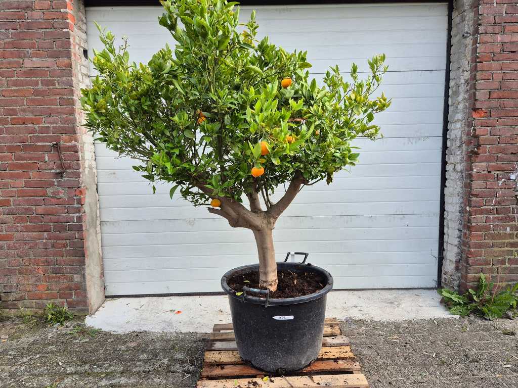 Drzewo mandarynkowe - Citrus Reticulata - Drzewo owocowe - wysokość ok. 200 cm