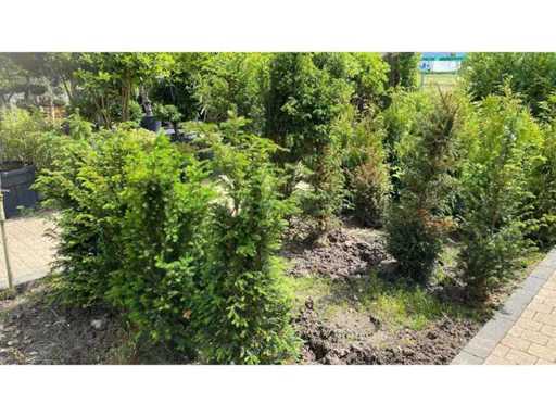 Taxus +-100 cm Haag (9x)