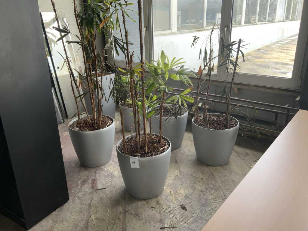 Planten met pot (6x)