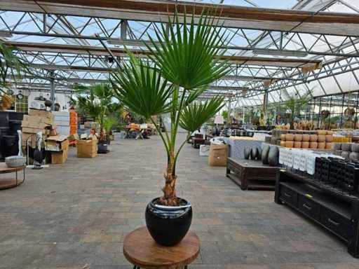 Magnificent Washingtonia Palm Tree - 180cm - Incl. Noble Black Planter