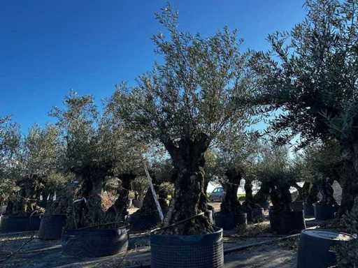 Jahrhundertealter Olivenbaum im Korb