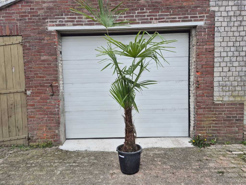 Chińska palma wachlarzowa - Trachycarpus Fortunei - drzewo śródziemnomorskie - wysokość ok. 210 cm