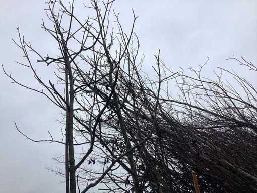 Sweet Gum – Topiary-Baum