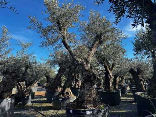 Centuries-old olive tree in basket