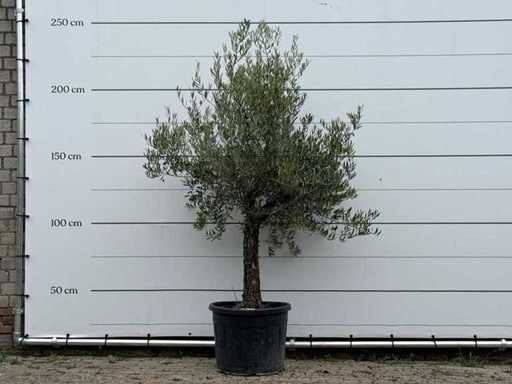 Tronc fantaisiste d’olivier Hojiblanca - Olea Europaea - environ 40 ans - hauteur environ 230 cm