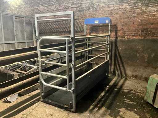 Cae pb 15 Scale for cow