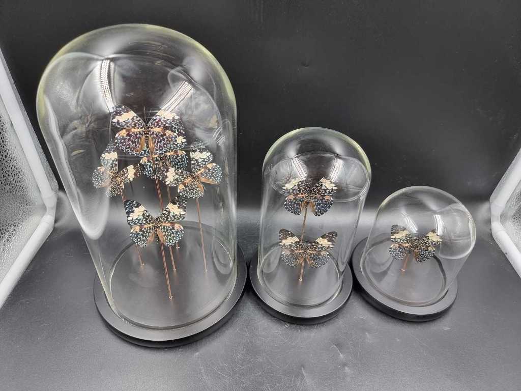 Bell jar with real butterflies (3x)