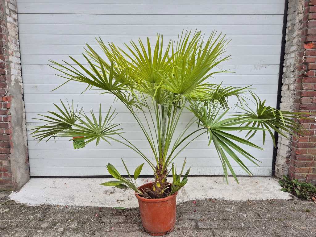 European Dwarf Palm - Chamaerops Humilis - Mediterranean tree - height approx. 150 cm 