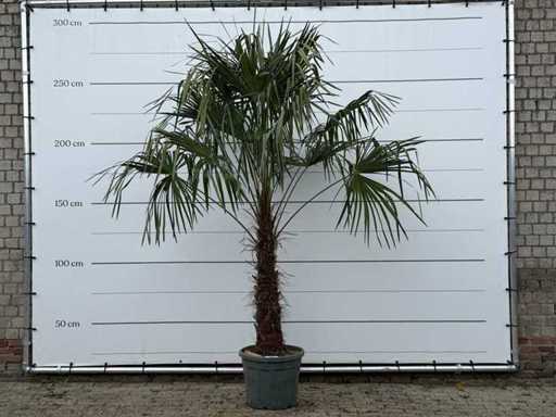 Palma a ventaglio cinese - Trachycarpus Fortunei - tronco 80-100 cm - altezza circa 270 cm
