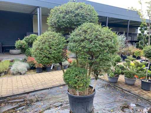 Ligustrum - Ornamental tree