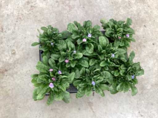 Forget Me Nots (50x)