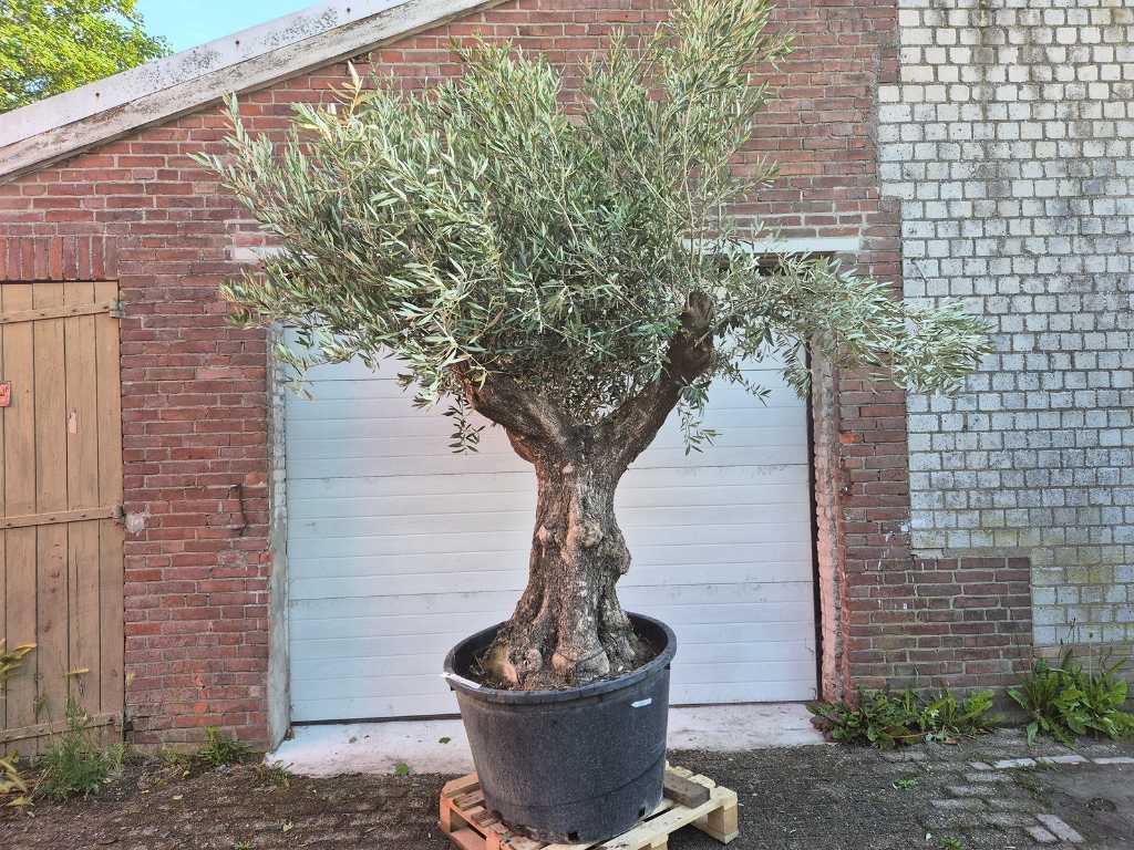 Olive tree Old Trunk - Olea Europaea - 75 years old - height approx. 300 cm