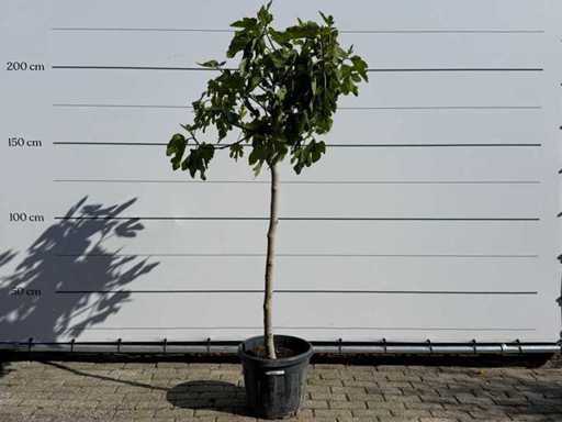Fusto chiaro del fico M - Ficus Carica - altezza circa 200 cm