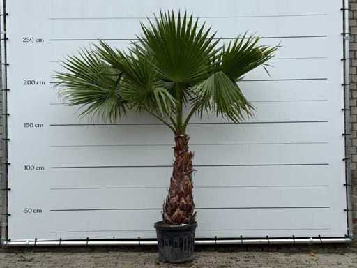 Palma a ventaglio messicana - Washingtonia Robusta - altezza circa 250 cm