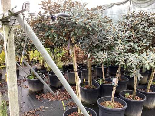 Rododendron pitic - Bulbucat (3x)