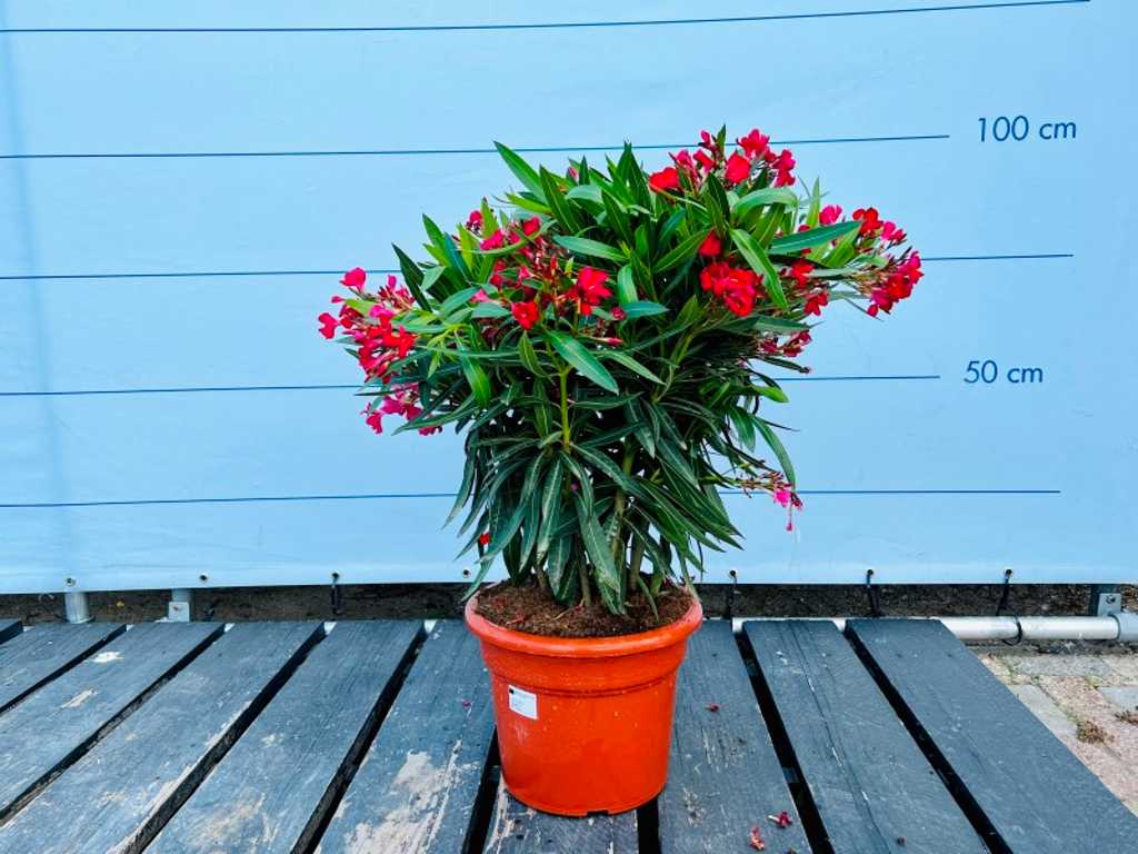 Oleander czerwony 100cm