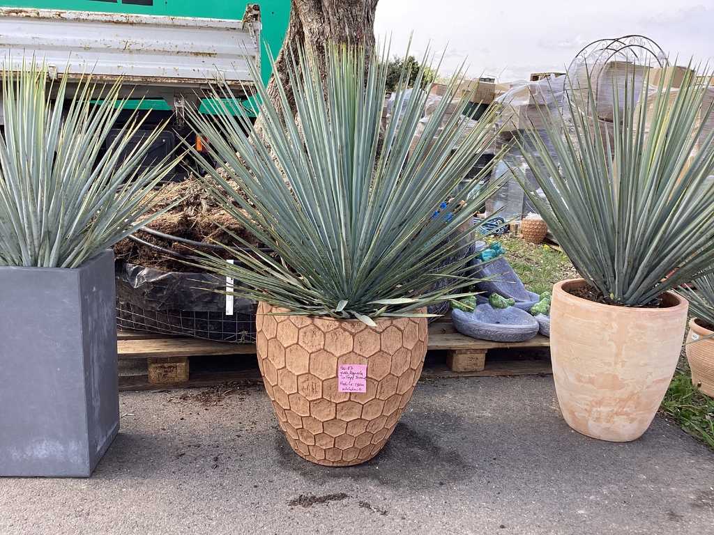 Yucca Rostrata in a decorative pot (both hardy)