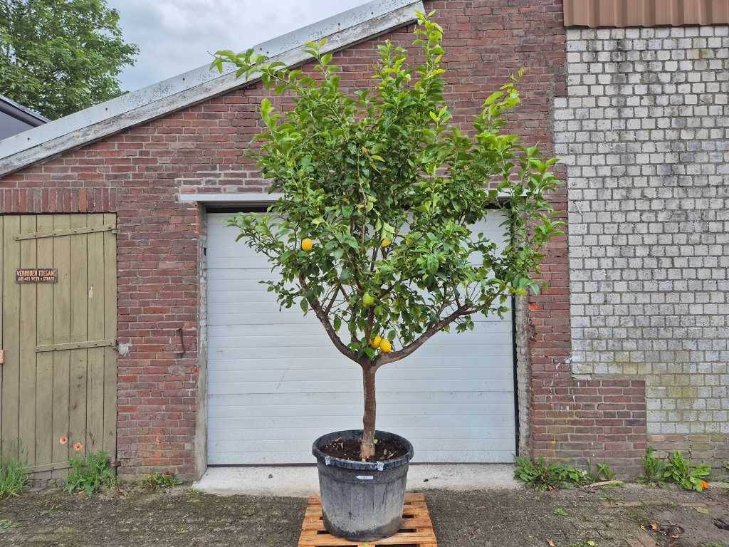 Citroenboom - Citrus Limon - hoogte ca. 275 cm