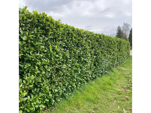 Laurel Rotundifolia (approx. 125-150cm) - Hedge (20x)