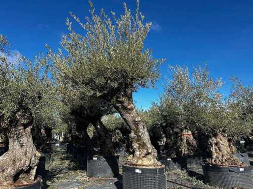 Centuries-old olive tree in basket