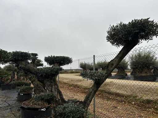 Jubiläums-Olivenbäume – Olea Europea Pom Pom Secolare