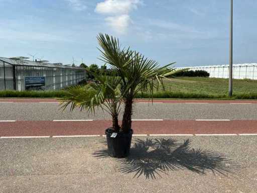Doppio tronco di palma (Trachycarpus fortunei)