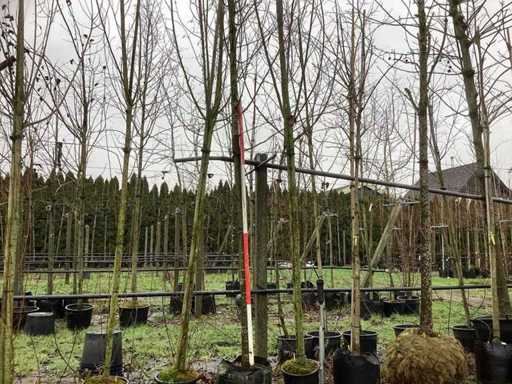 Lipa wielkolistna – drzewo alejowe