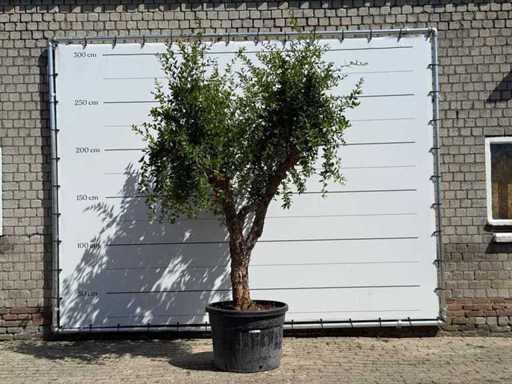 Pomegranate tree - Punica Granatum - height approx. 280 cm