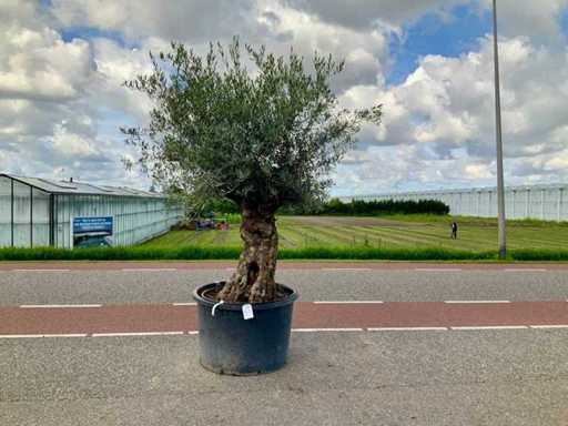 Drzewo oliwne (Olea europaea lessini)