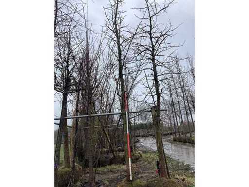 Guma dulce - Arborele topiar