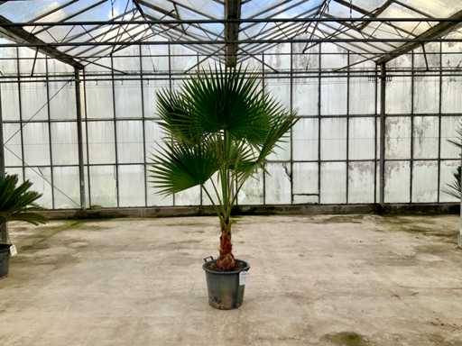 Palma (Washingtonia robusta)